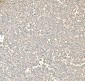 Anti-PKM2 Antibody Picoband™ (monoclonal, 11I4C3)